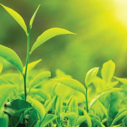 plantas-reproduccion