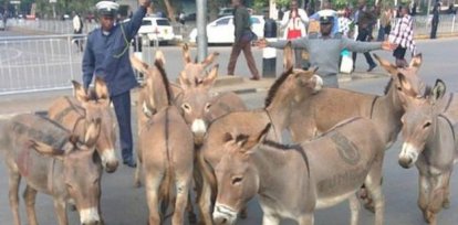 Burros en medio de una calle,Burros en medio de una calle