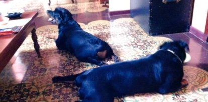 Perros de Franklin,Perros de Franklin