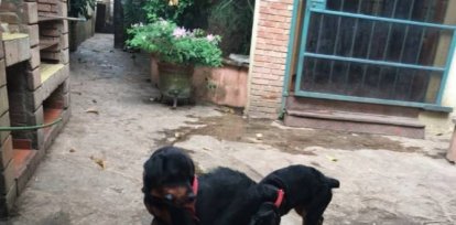 Perros de Almeyda,Perros de Almeyda