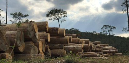 Fotos de un crimen ambiental: Denuncian tala indiscriminada de árboles e incendios forestales,Fotos de un crimen ambiental: Denuncian tala indiscriminada de árboles e incendios forestales