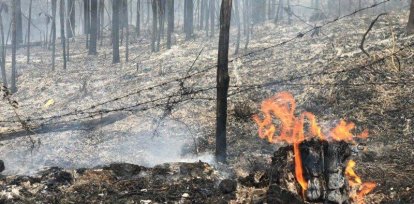 Fotos de un crimen ambiental: Denuncian tala indiscriminada de árboles e incendios forestales,Fotos de un crimen ambiental: Denuncian tala indiscriminada de árboles e incendios forestales