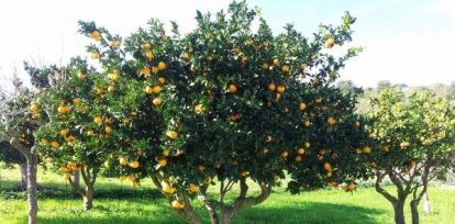 Profetas de mala puntería,Profetas de mala puntería