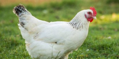 Ojos que no ven…para comer tranquilo,Ojos que no ven…para comer tranquilo