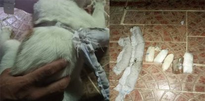 Sorprenden en Panamá «narcogato» intentando pasar droga a una cárcel,Sorprenden en Panamá «narcogato» intentando pasar droga a una cárcel