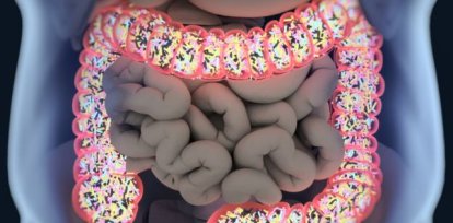 Representación en 3D del microbioma en el intestino.,Representación en 3D del microbioma en el intestino.