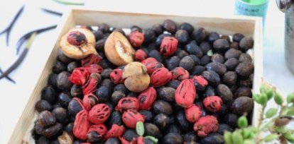 Agricultura promueve cultivo de especias y productos no tradicionales en el país,Agricultura promueve cultivo de especias y productos no tradicionales en el país