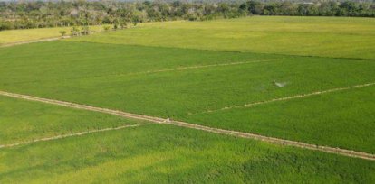 IAD destaca siembra de arroz en asentamientos supera las 700 mil tareas,IAD destaca siembra de arroz en asentamientos supera las 700 mil tareas
