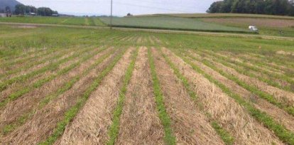 Legumbres: ¿Qué son y cómo te ayudan a bajar de peso?,Legumbres: ¿Qué son y cómo te ayudan a bajar de peso?