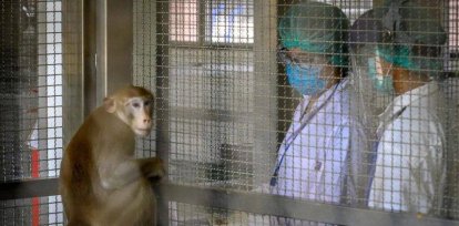 Todo lo que hay que saber sobre la viruela del mono,Todo lo que hay que saber sobre la viruela del mono