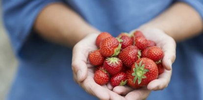 Una mano sostiene un puñado de fresas.,Una mano sostiene un puñado de fresas.