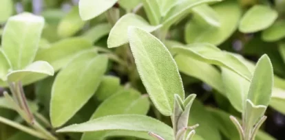 ¿Mal olor en los pies? Remedios que puedes hacer en tu casa,¿Mal olor en los pies? Remedios que puedes hacer en tu casa