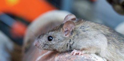 72 suspected cases of leptospirosis