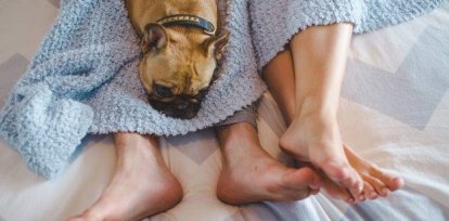 Couple laying in bed with feet sticking out of covers and dog (French Bulldog) laying on legs,Couple laying in bed with feet sticking out of covers and dog (French Bulldog) laying on legs