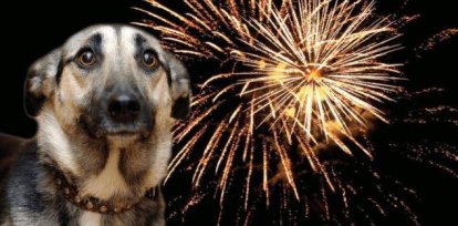Cómo calmar a tu mascota del ruido de los fuegos artificiales en Navidad,Cómo calmar a tu mascota del ruido de los fuegos artificiales en Navidad