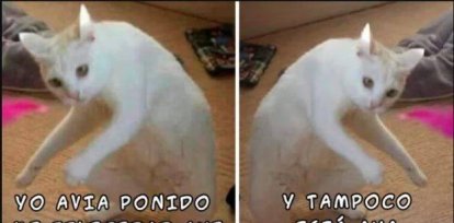 Día Internacional del Gato: Los mejores videos y memes sobre los felinos,Día Internacional del Gato: Los mejores videos y memes sobre los felinos