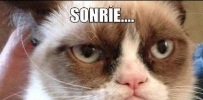 Día Internacional del Gato: Los mejores videos y memes sobre los felinos,Día Internacional del Gato: Los mejores videos y memes sobre los felinos