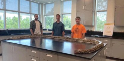 Capturan pitón de 5,80 metros de largo, la más grande cazada hasta ahora en Florida ,Capturan pitón de 5,80 metros de largo, la más grande cazada hasta ahora en Florida