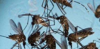 En América se libra una ardua lucha contra el dengue.,En América se libra una ardua lucha contra el dengue.