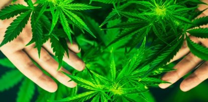Marihuana,Marihuana