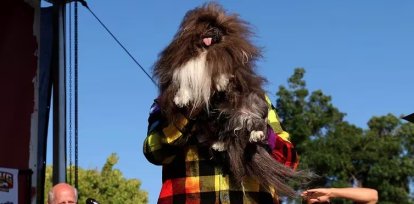 Wild Thang, el pequinés de 8 años que se coronó como el perro más feo del mundo,Wild Thang, el pequinés de 8 años que se coronó como el perro más feo del mundo