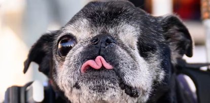 Wild Thang, el pequinés de 8 años que se coronó como el perro más feo del mundo,Wild Thang, el pequinés de 8 años que se coronó como el perro más feo del mundo