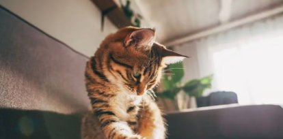 Los números aleatorios que guían nuestras vidas y la búsqueda por encontrarlos,Los números aleatorios que guían nuestras vidas y la búsqueda por encontrarlos