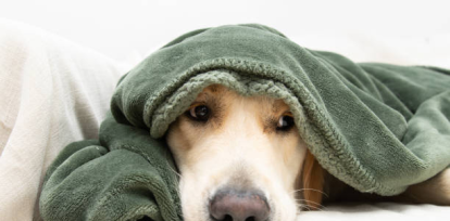 Cómo proteger a tus mascotas del estrés por fuegos artificiales esta temporada,Cómo proteger a tus mascotas del estrés por fuegos artificiales esta temporada