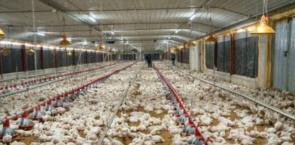 ¿Habrá pollo y huevo para la cena de Navidad 2024?,¿Habrá pollo y huevo para la cena de Navidad 2024?