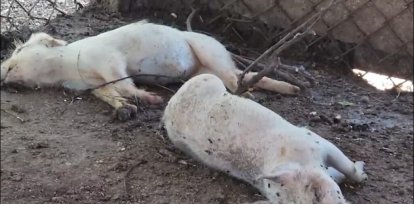 Mueren cerdos en Dajabón a causa de la fiebre porcina africana,Mueren cerdos en Dajabón a causa de la fiebre porcina africana