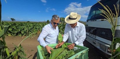 República Dominicana: 29 zonas tabacaleras y más de 150,000 tareas cultivadas,República Dominicana: 29 zonas tabacaleras y más de 150,000 tareas cultivadas