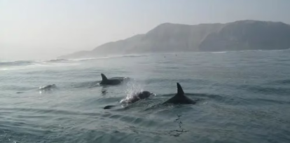 Día Mundial de las Ballenas y Delfines: ¿cómo protegerlos?  ,Día Mundial de las Ballenas y Delfines: ¿cómo protegerlos?