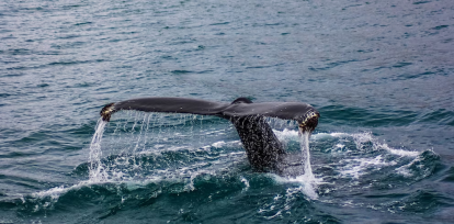 Día Mundial de las Ballenas y Delfines: ¿cómo protegerlos?  ,Día Mundial de las Ballenas y Delfines: ¿cómo protegerlos?