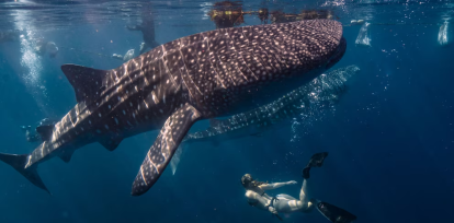 Día Mundial de las Ballenas y Delfines: ¿cómo protegerlos?  ,Día Mundial de las Ballenas y Delfines: ¿cómo protegerlos?