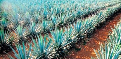 Día del Tequila: cócteles fáciles para celebrar con sabor dominicano y mexicano,Día del Tequila: cócteles fáciles para celebrar con sabor dominicano y mexicano