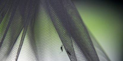 ¡Por primera vez! Descubren en la historia mosquitos en territorio islandés,¡Por primera vez! Descubren en la historia mosquitos en territorio islandés