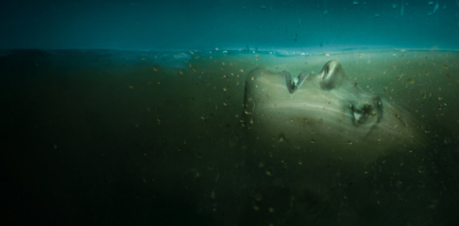 Todo lo que llegará a Netflix en noviembre: Drama, suspenso y comedia,Todo lo que llegará a Netflix en noviembre: Drama, suspenso y comedia