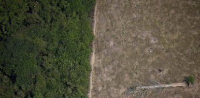 Un único árbol de pie en un sector del Amazonas arrazado por la industria maderera. (14 de agosto),Un único árbol de pie en un sector del Amazonas arrazado por la industria maderera. (14 de agosto)