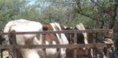 ¡Alerta! cuatreros azotan en tres comunidades de Montecristi,¡Alerta! cuatreros azotan en tres comunidades de Montecristi