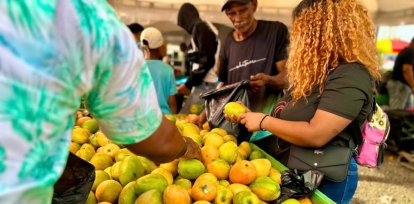 Venta de mangos