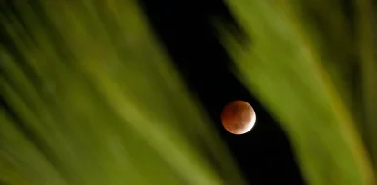La Luna, vista desde detrás de una palmera durante un eclipse lunar parcial, en Salvador, en el estado de Bahía, Brasil, el 28 de agosto de 2026. (AP Foto/Eraldo Peres)