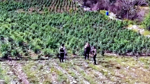 Plantación de presunta marihuana