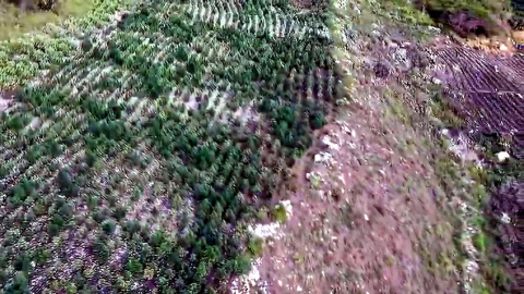 Operativo histórico en Ocoa: cae la mayor siembra de marihuana registrada en República Dominicana