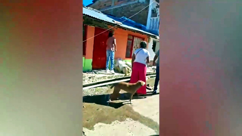 Antonio, el perro rescatado de los escombros alimenta la esperanza de una familia en Cali