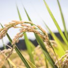 Producción de arroz está estimada en 15 millones de quintales.