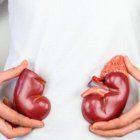 Los riñones son órganos urinarios bilaterales.