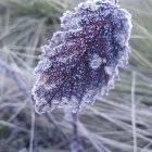 Hoja cubierta de cencellada