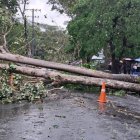 Varios árboles han caído en Santo Domingo.