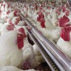 Producirán 14.2 millones de pollos en diciembre