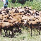 FEDA ejecuta proyecto ovicaprino y avícola